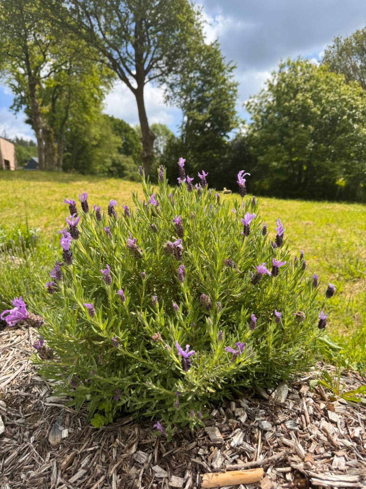 L Antre De Kergoff Villa Caurel  Eksteriør billede